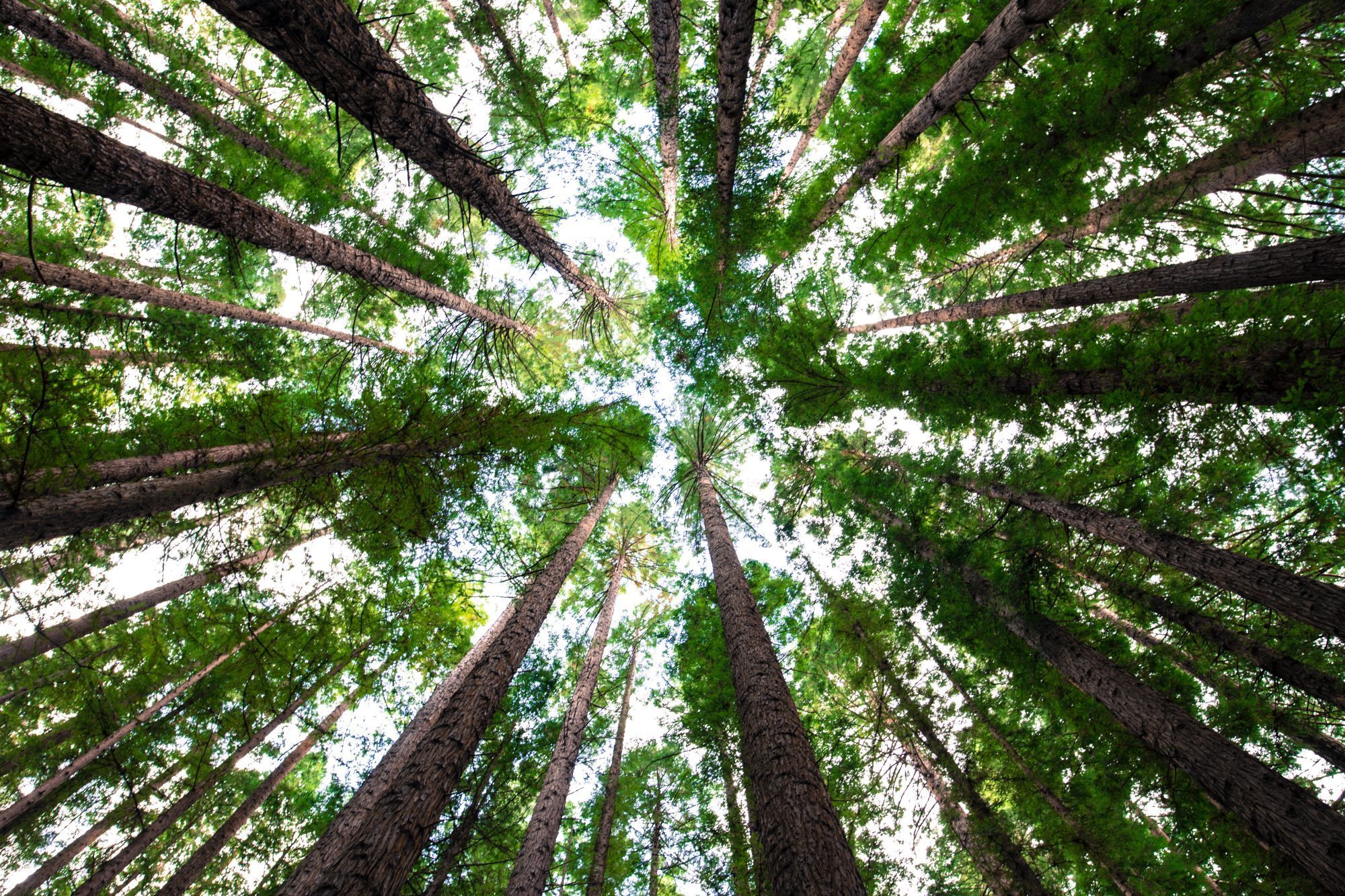 Trees 